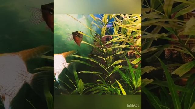 Аквариум скалярии, гурами, тернеции и неоны. смотреть онлайн