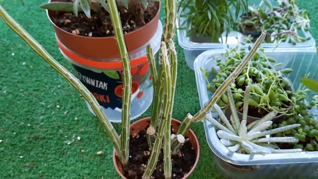 Senecio Сенеціо Моя колекція сенеціо Частина 1