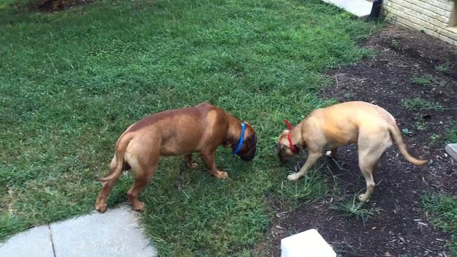 Harper and Max - Butterfly смотреть онлайн