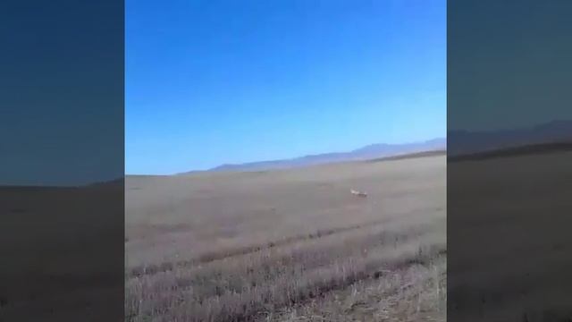 Лиса в поле