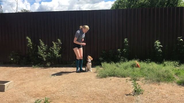 Наталья Шацких. ДРЕССИРОВКА СОБАК В НОВОСИБИРСКЕ. Мы с Мосей в процессе. Видео для владельцев. смотреть онлайн