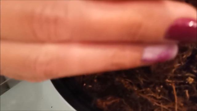 Наиболее быстрый и безболезненный способ омоложения антуриума. Корешки за две недели, это реально. смотреть онлайн