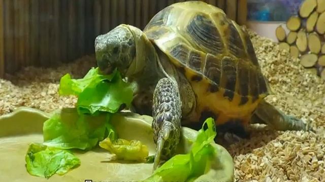 Сухопутная черепаха — как ухаживать в домашних условиях смотреть онлайн
