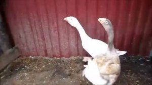 пастереллёз