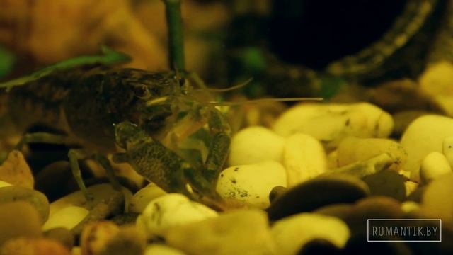Голубые кубинские раки. Выращивание раков в аквариуме смотреть онлайн