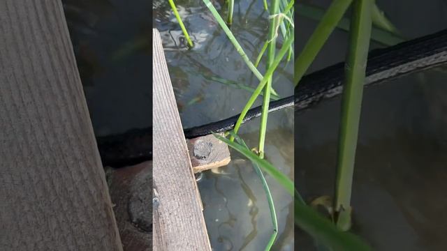 Схватил змею за хвост!?? #fishing #рыбалка #shorts #snake смотреть онлайн