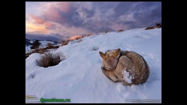 Как животные приспосабливаются к условиям жизни? смотреть онлайн