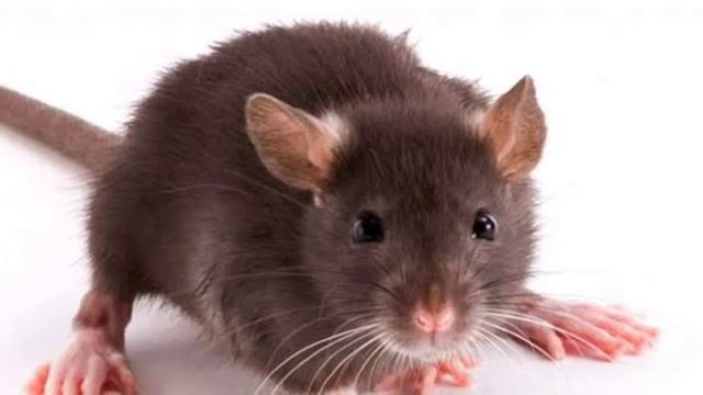 বিজ্ঞানের অজানা তথ্য ❤️ Unknown Facts about science #Unknown facts смотреть онлайн