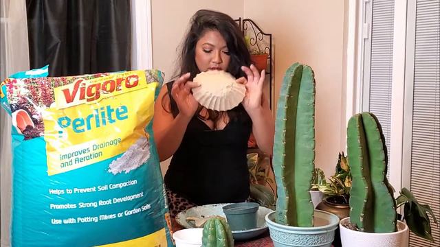 Rooting Cactus with Perlite смотреть онлайн