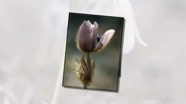 Prostrel ili son trava смотреть онлайн