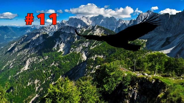 Animal Shadow Game | Animal Quiz смотреть онлайн
