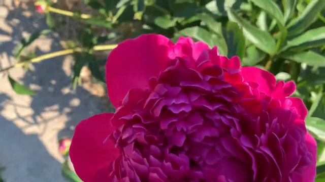 .Paeonia 'Rosa Klose' - ЮТУБ : ПІВОНІЇ - ВСЕ ПРО НИХ смотреть онлайн