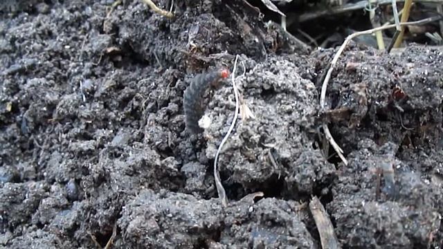 Да это не навозный червь для рыбалки.MP4 смотреть онлайн