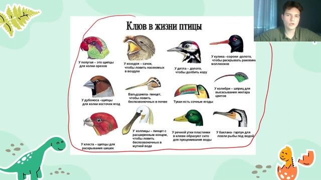 ЕГЭ Биология | ПТИЦЫ смотреть онлайн