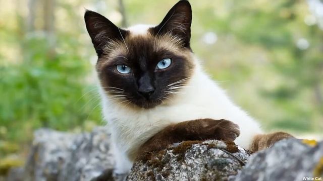 Сиамская кошка: Всё о породе. Плюсы и минусы.
