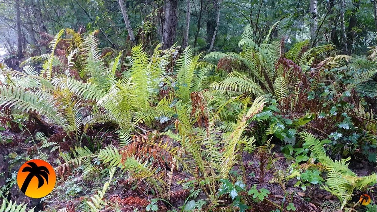 Sound of rain 8 hours and Forest nature in the Highlands смотреть онлайн