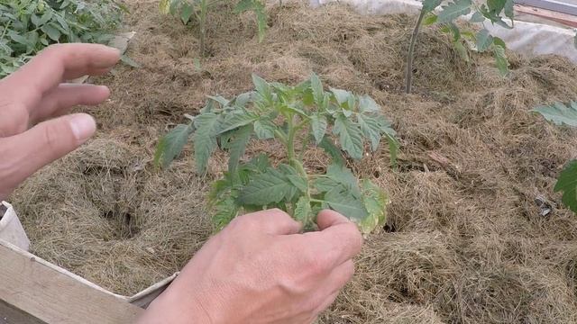 пасынки на томатах как их распознать и как удалить и самое главное когда!!! смотреть онлайн