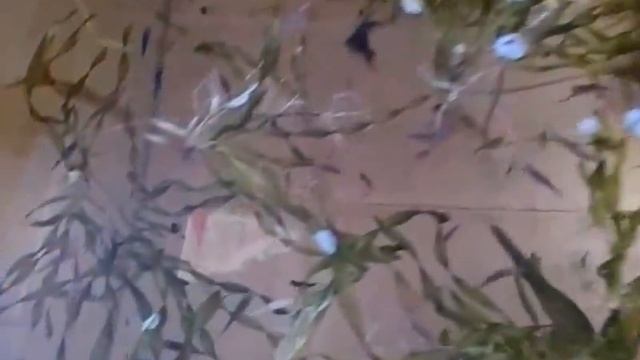 Результат запуска аулофорус,икра ампулярий,ОБЗОР смотреть онлайн