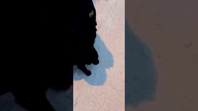 лабрадор чёрный. щенки на продажу смотреть онлайн