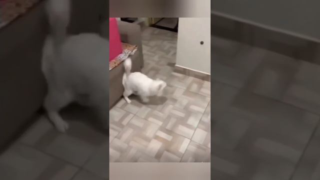 Котики🌸 смотреть онлайн