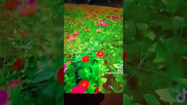 (Ио.2:24-)Но Сам Иисус не ВВЕРЯЛ Себя им потому что знал всех и не имел нужды ДОКАЗЫВАТЬ о человеке смотреть онлайн