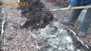 Садовая черника. Часть1. Схема посадки.