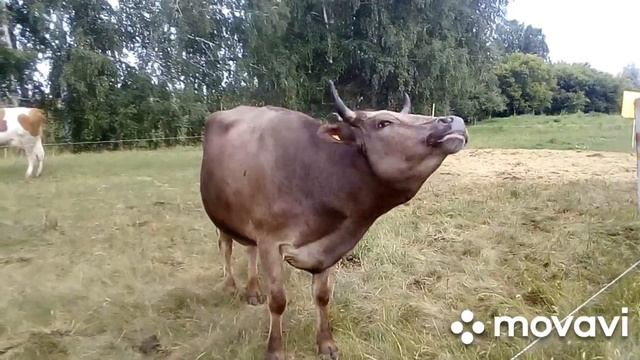 Стельная или нет? смотреть онлайн