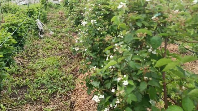 Самый лучший вариант шпалеры по цене и качеству смотреть онлайн