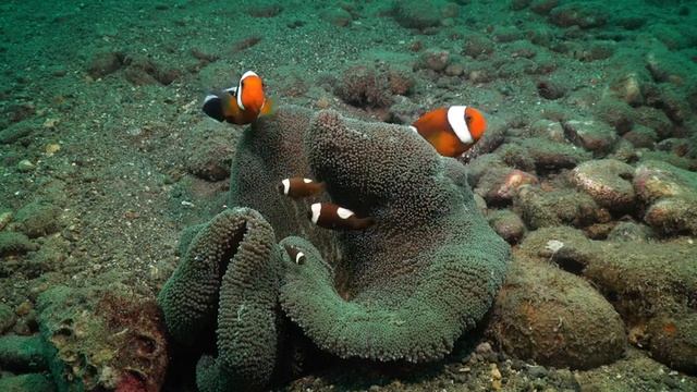 Incredible Underwater World ? 4K Sea Animals For Relaxation & Relaxing Music