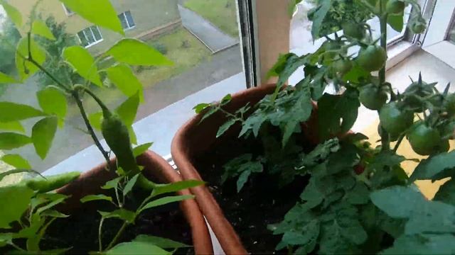 Острый перец и помидоры на подоконнике! 5 часть. смотреть онлайн