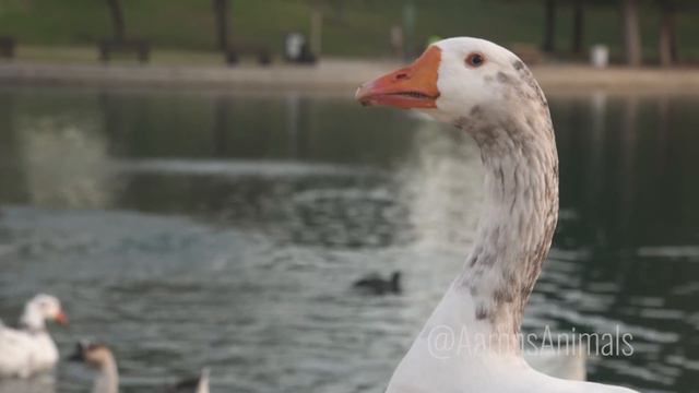 Homemade Jet Ski - Aarons Animals смотреть онлайн