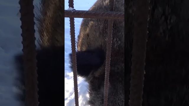 Кормим диких кабанов ,они в лесу оголодали и пришли ко мне домой