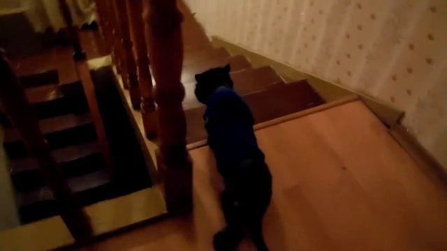 необросший Федька в новой жилетке смотреть онлайн