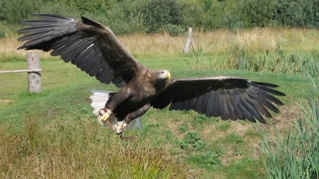 Птица года 2013. Орлан-белохвост. Часть I смотреть онлайн