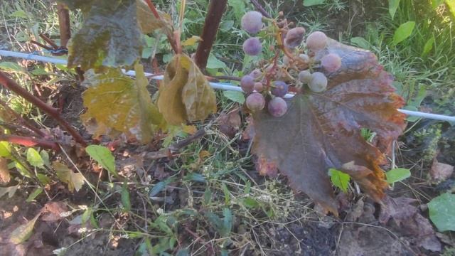 Сорт винограда П 26 в Ленинградской области. 11.09.2022 смотреть онлайн
