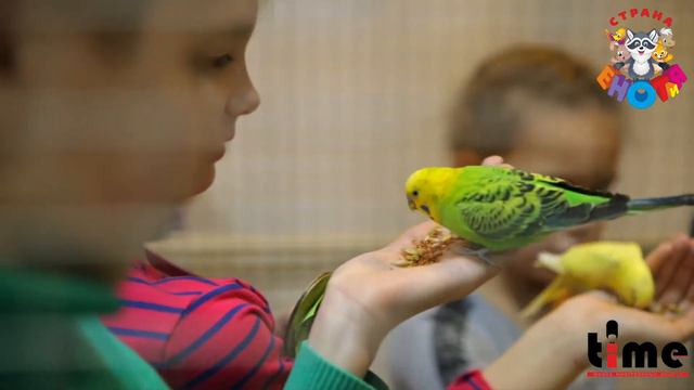 #дружу_с_иностранцем в контактном зоопарке Страна Енотия 1 минута смотреть онлайн