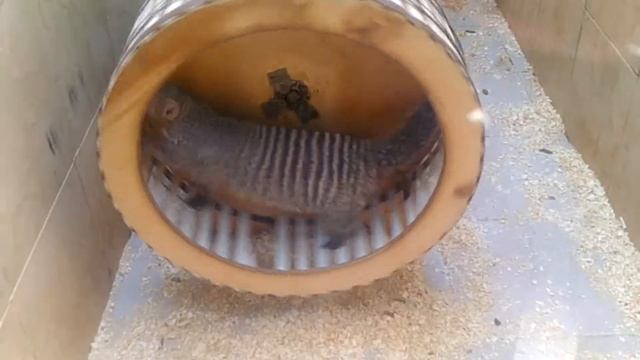 ходили в ЗООПАРК / кто сказал МЯУ??? смотреть онлайн