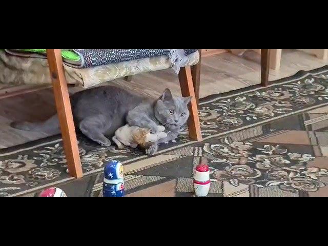 Играем с котом смотреть онлайн