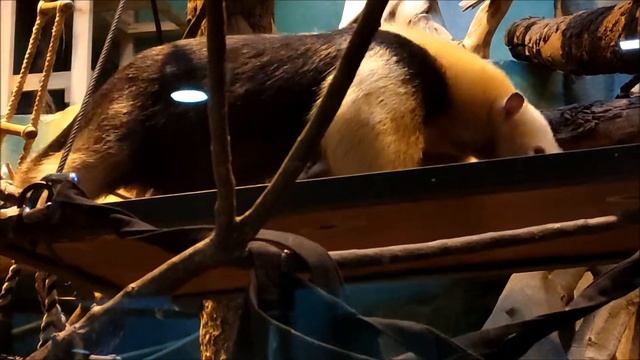 Московский зоопарк - 2022. Четырёхпалый муравьед и щетинистый броненосец. смотреть онлайн