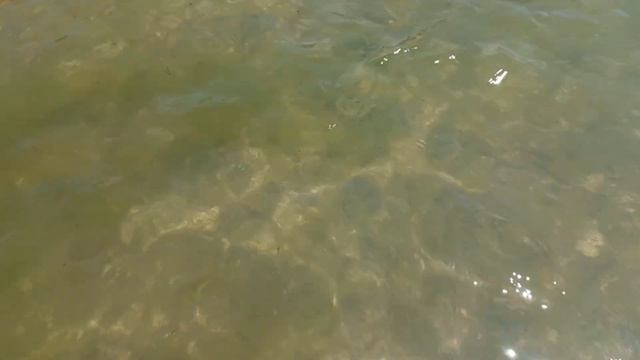 Анапа Джемете: воздух 27°C, немного тины,вода нормальная. смотреть онлайн