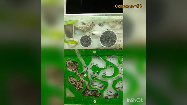 Одна ночь из жизни муравьев в таймлапсе смотреть онлайн