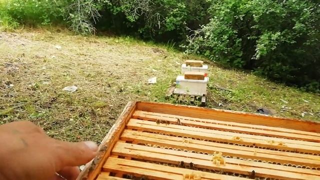 Бакфаст 4 июня. смотреть онлайн