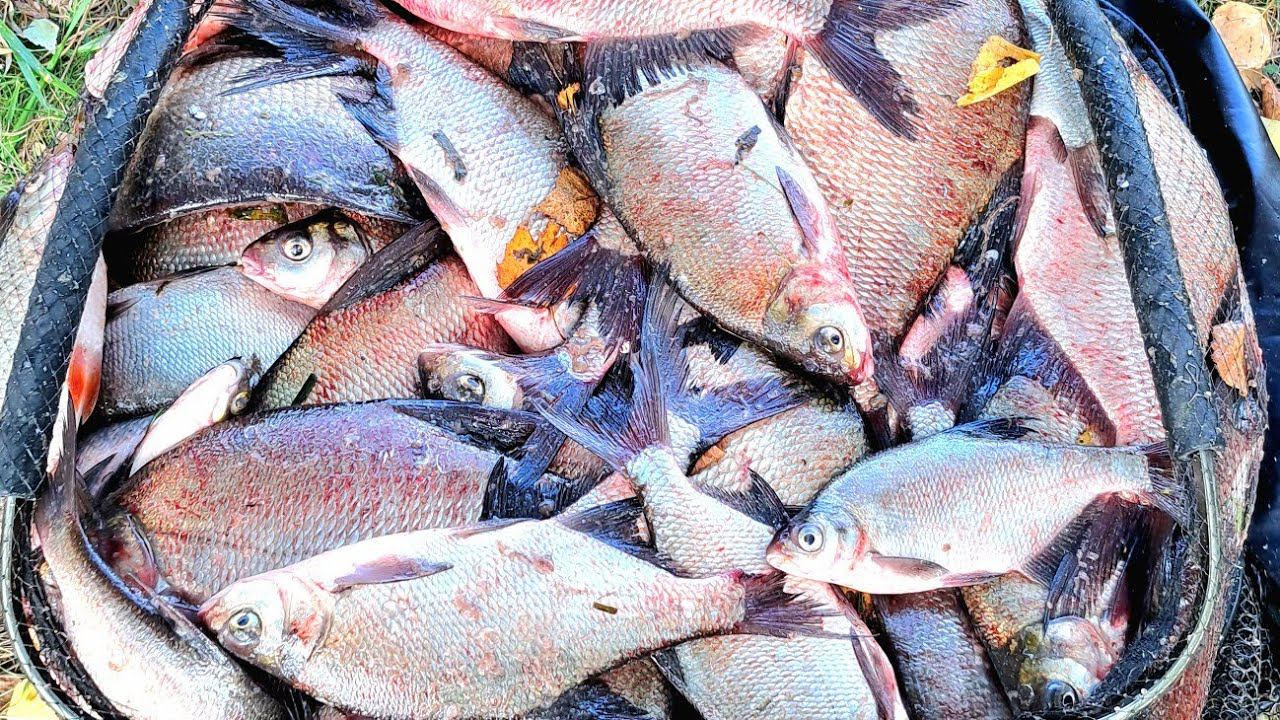 Вот это я понимаю рыбалка КЛЕВ РЫБЫ КАК ИЗ ПУЛЕМЕТА. Поклевки крупным планом. смотреть онлайн