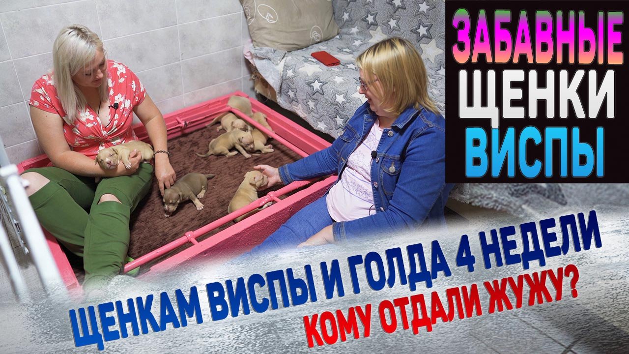 Один щенок с выдающимися способностями заставил нас смеяться весь вечер! смотреть онлайн