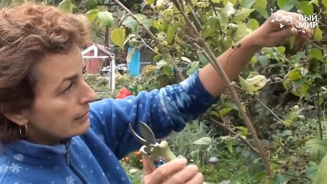 Секаторы для сада. Сайт "Садовый мир". смотреть онлайн