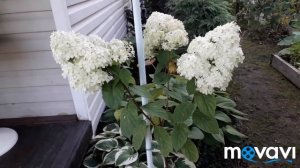 КАК вырастить ГОРТЕНЗИЮ на ШТАМБЕ.