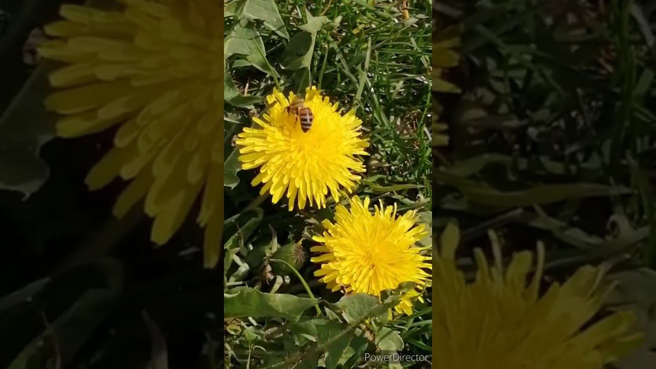 #ЦветутЦветы ✨✨ смотреть онлайн