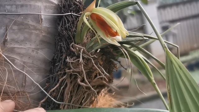 COELOGYNE SPECIOSA BERBUNGA (ANGGREK DI TEMPEL)