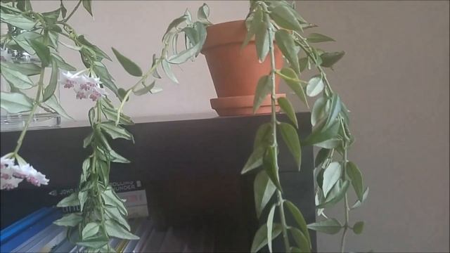 New Hoya Bella from Lucythecat смотреть онлайн