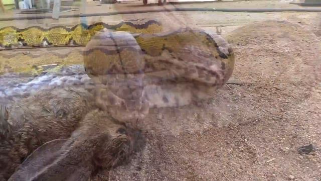 Family's Dog is Missing, finds 20-FOOT-LONG PYTHON IN HOME! смотреть онлайн